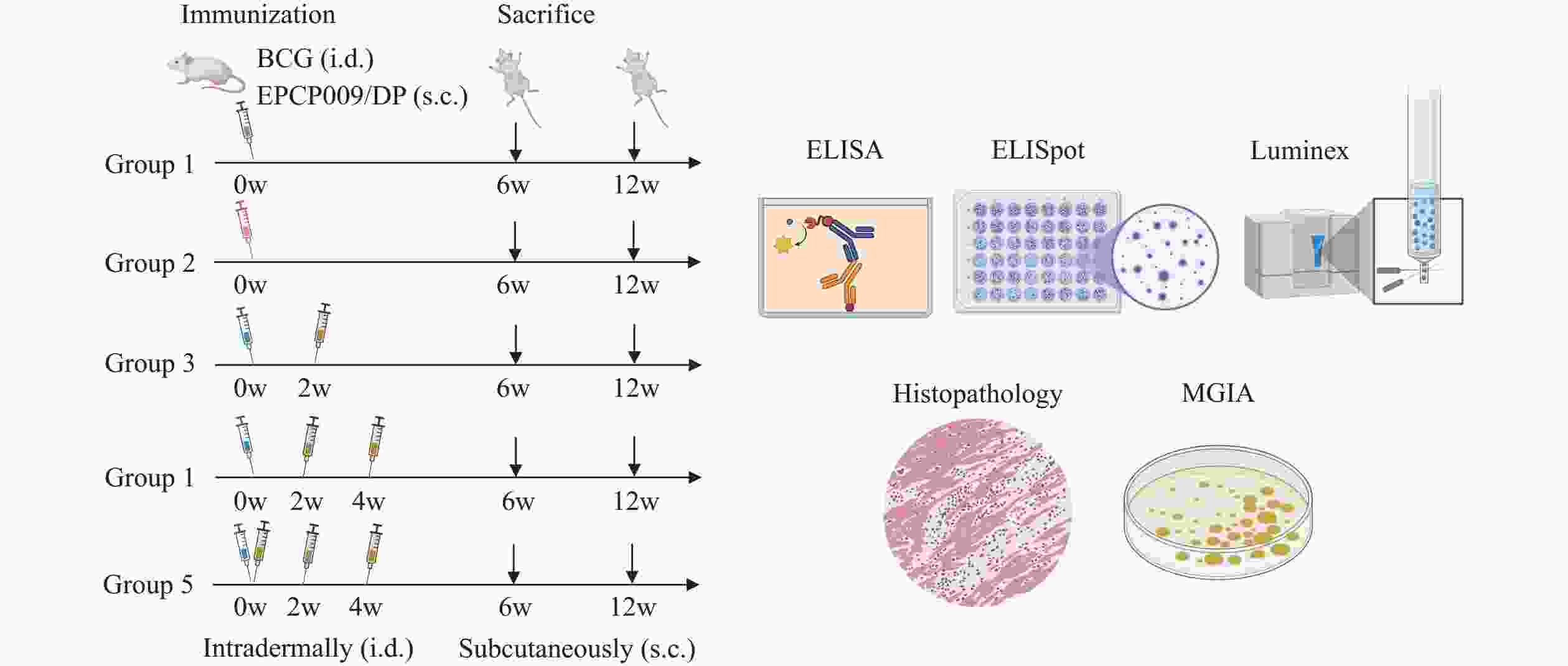Protective Effect and Immune Mechanism of EPCP009 Booster