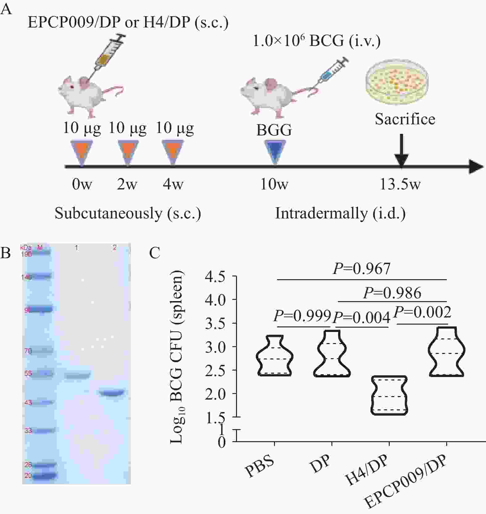 Protective Effect and Immune Mechanism of EPCP009 Booster